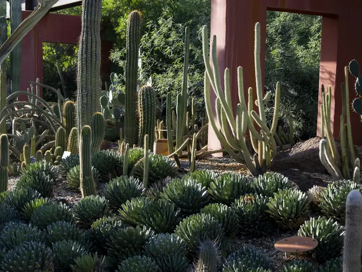 Cactus garden with barrel cactus and succulents
