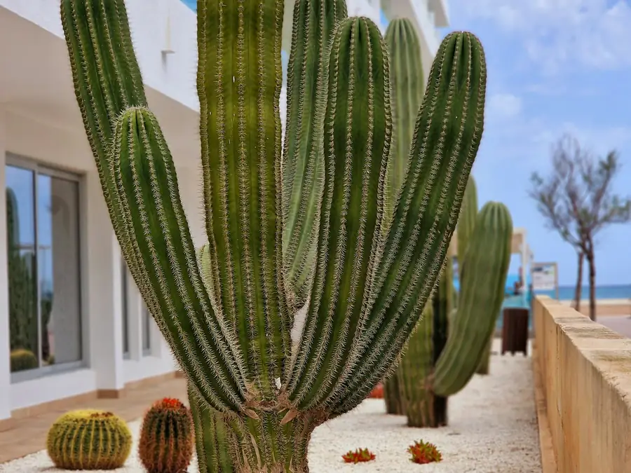 Tall cacti lining a walkway beside a building