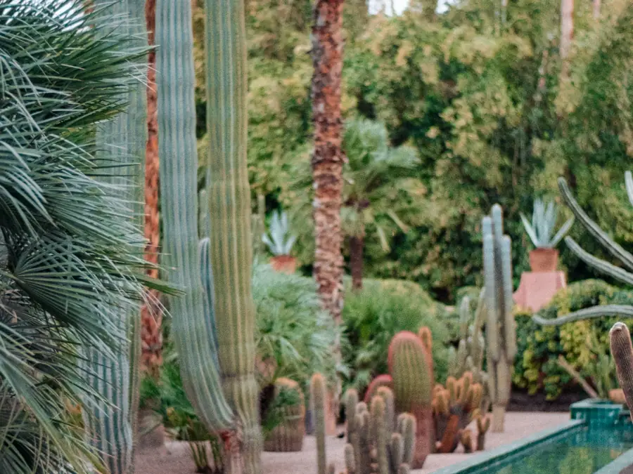 Tranquil courtyard garden with cacti
