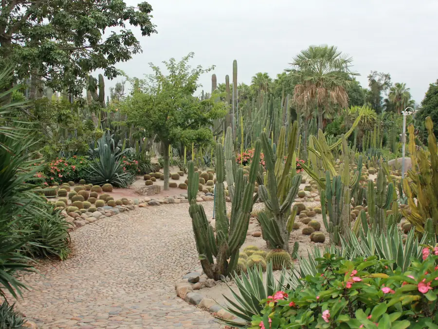 Path winding through a garden of cacti and shrubs