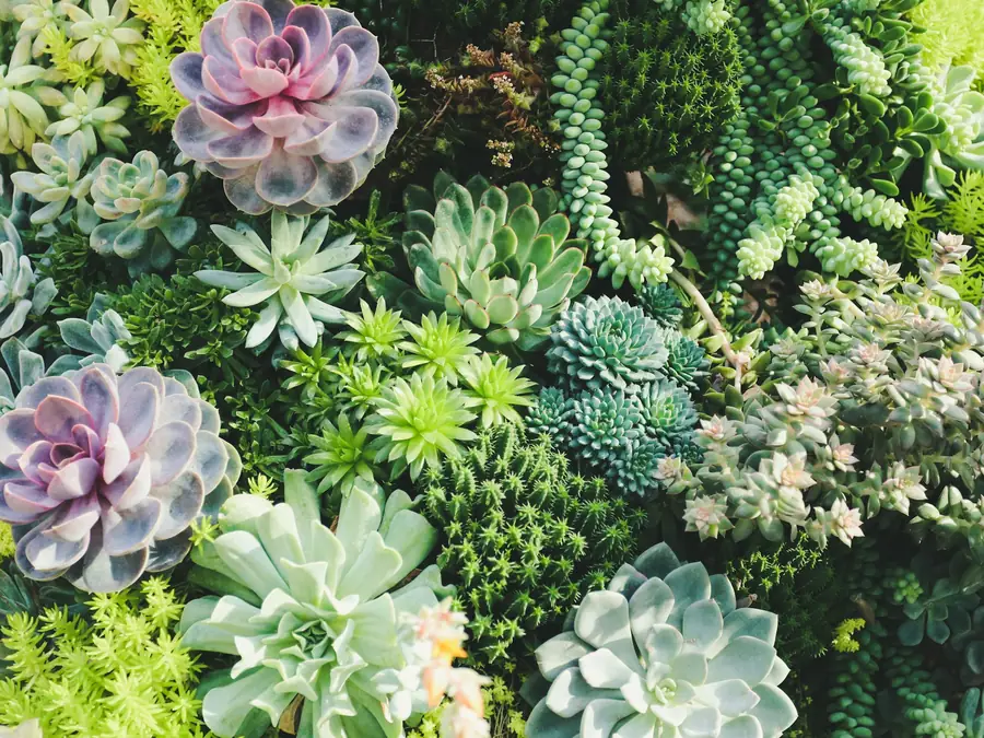 Close-up of a colorful bed of succulents