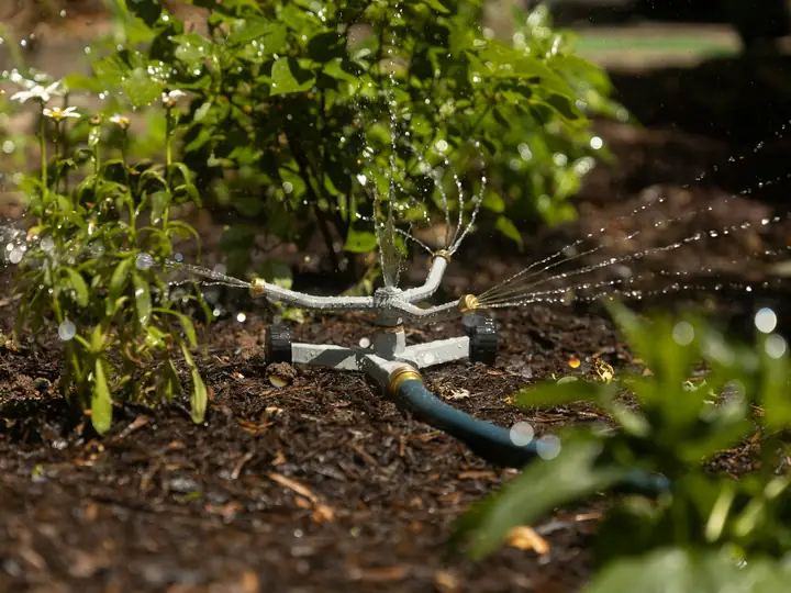 Sprinkler watering young plants in fresh soil
